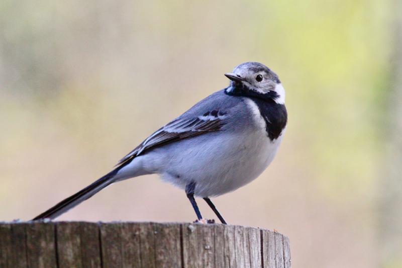 Featured image of post 基礎 Wagtail 筆記